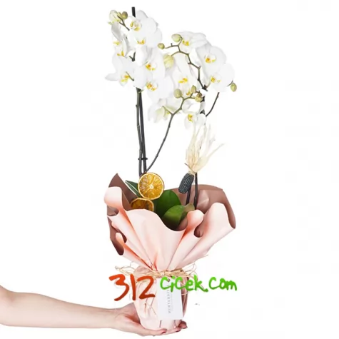 H. Çiftli Beyaz Orkide