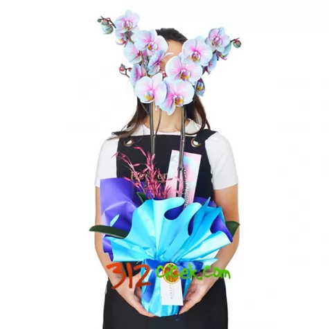 Aşk Kelebegi Orkidesi