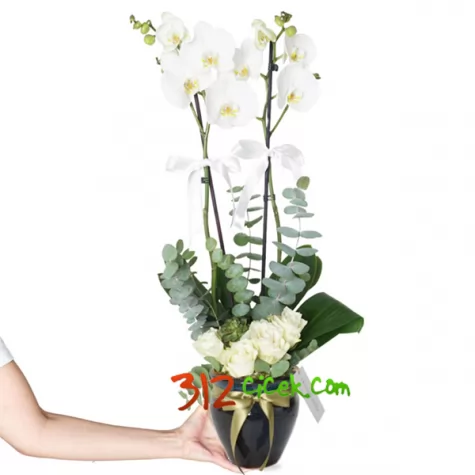 Holland Ç.Dal B.Orkide