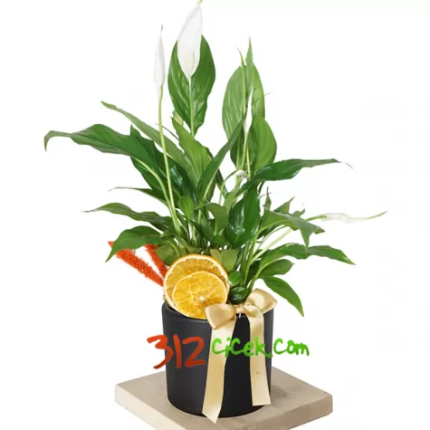 Spati Barış Çiçeği